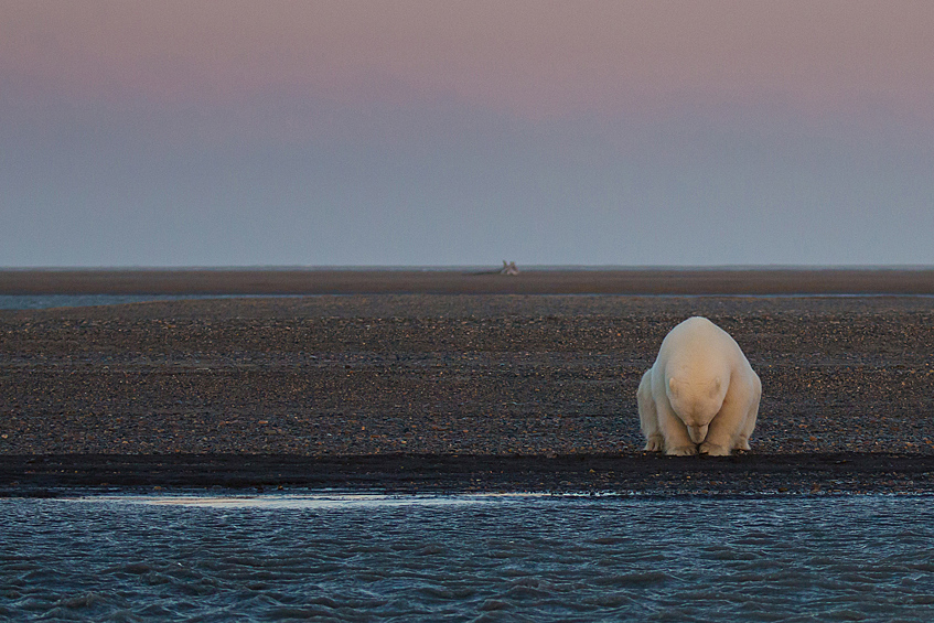 "Нет снега, льда нет?" Одинокий медведь сидит на краю одного из островов Бартера