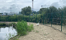 В Курчатове возле Парка птиц открылось озеро для лебедей