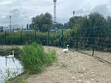 В Курчатове возле Парка птиц открылось озеро для лебедей