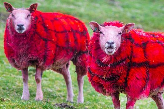 «Пьют Irn-bru»: клечатые овцы "нашлись" в Шотландии