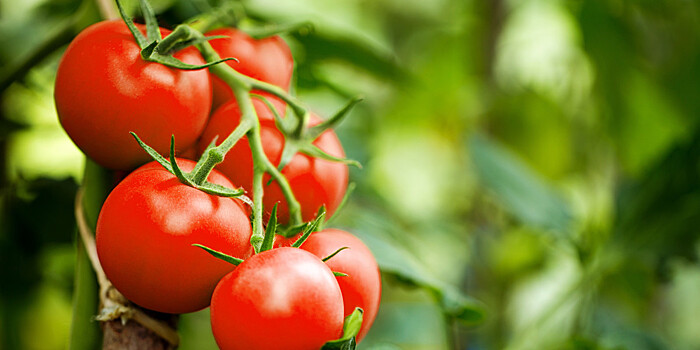 Овощное изобилие: на Кубани наращивают производство томатов, огурцов и зелени
