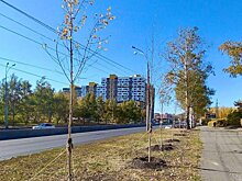 На проспекте Победы в Пензе высадили березы
