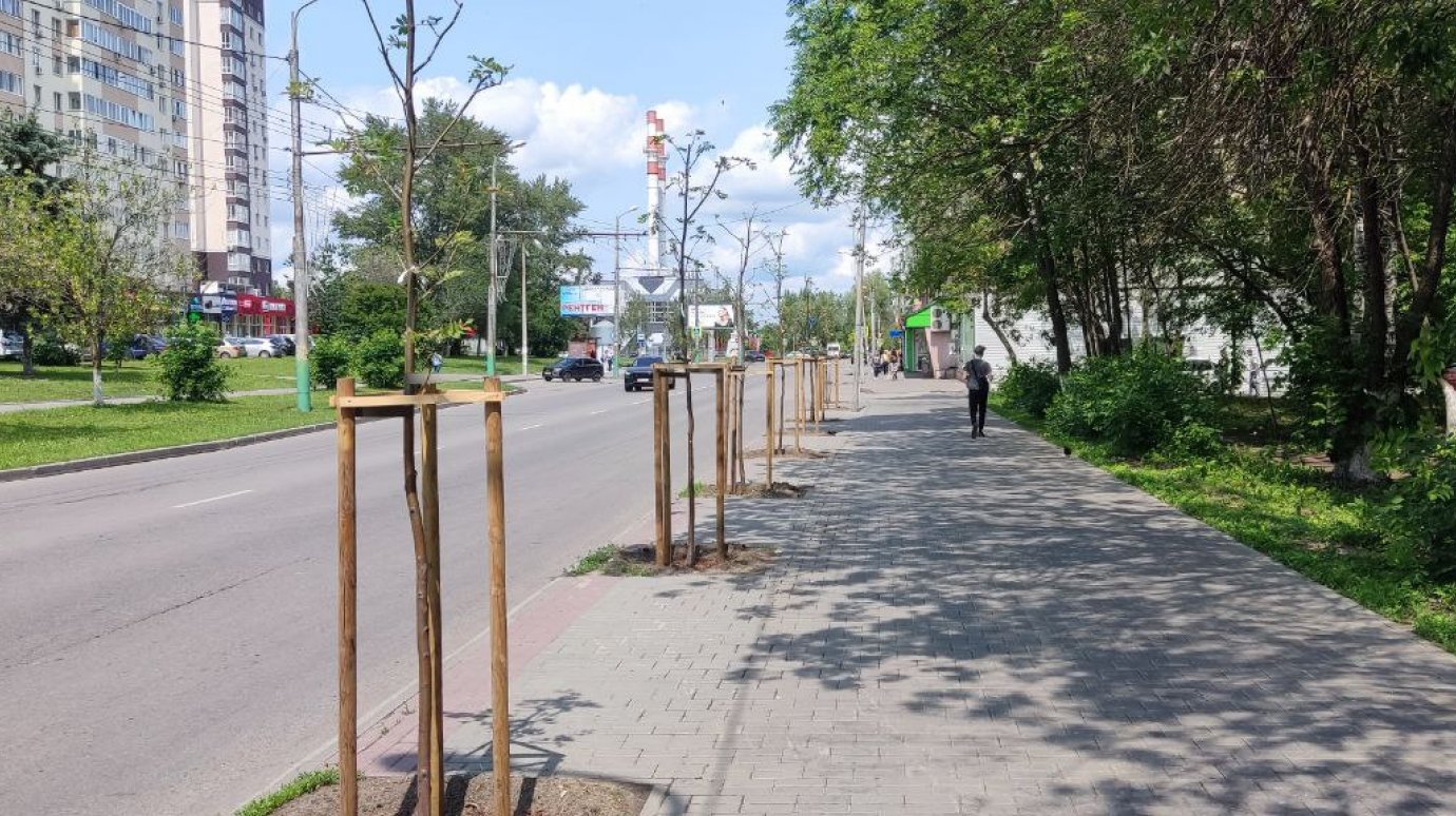 На ул. Ленинградской высадили рябины взамен уничтоженных деревьев