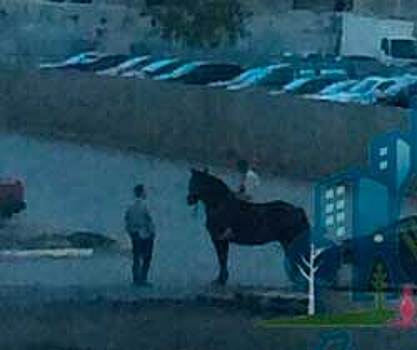 Челябинец пересел с автомобиля на коня