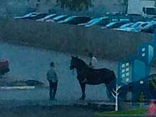 Челябинец пересел с автомобиля на коня