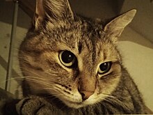 "Ест кошачий корм": китайский студент придумал странный способ экономии