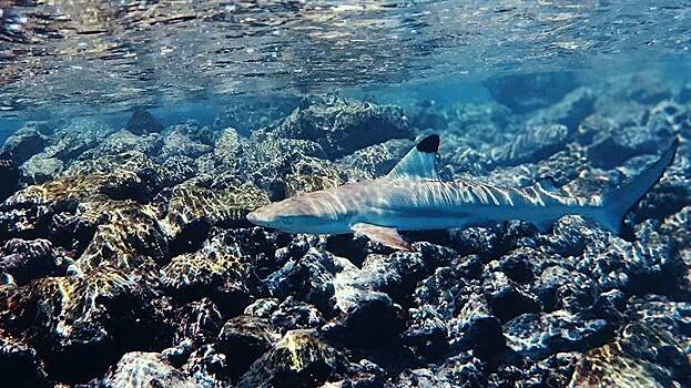 Акулы приплыли к пляжу в Турции