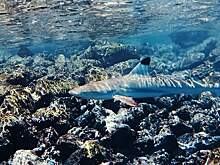 Акулы приплыли к пляжу в Турции