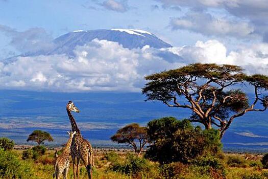 Африка привлекла туристов выставкой на горе Килиманджаро