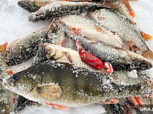 С 1 марта в России будут действовать новые правила рыбной ловли