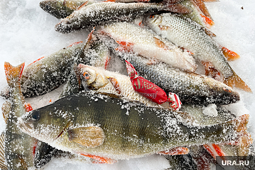 С 1 марта в России будут действовать новые правила рыбной ловли
