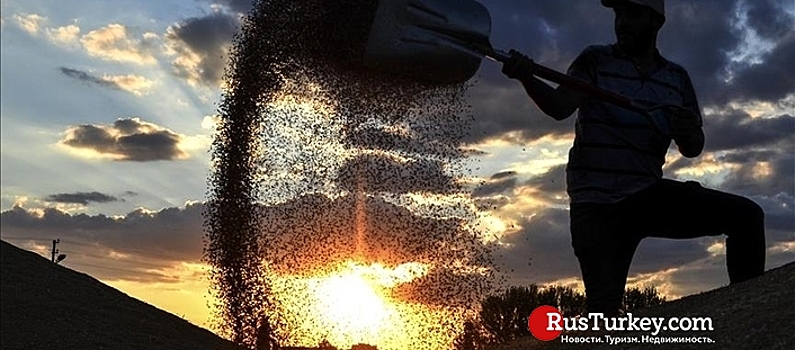 Экспорт зернобобовых и масличных из Турции в РФ вырос на 586%