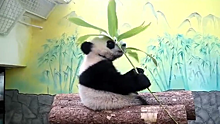 Московский зоопарк показал масштабную трапезу панды Катюши