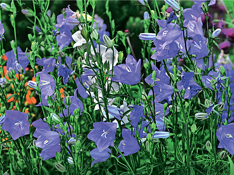 Цвет настроения – синий: высокие садовые колокольчики для роскошных цветников