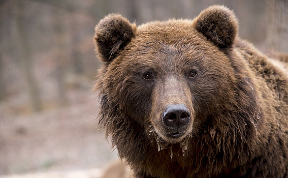 Торговать телом и медведями запретили в Оби
