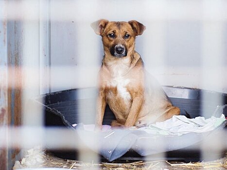Жители многотажки в Екатеринбурге лишились сна из-за двух брошенных на пороге зимы собак