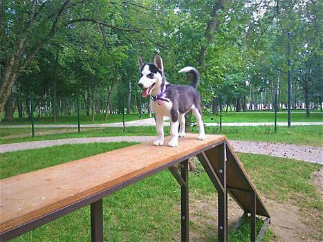 На Новопесчаной построят площадку для выгула собак