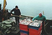 Десятки тысяч жителей Дальнего Востока окажутся без работы: «Новые люди» выступили против законопроекта о вылове рыбы