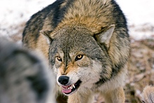 В Ленобласти гуляющие в жилом квартале волки попали на видео