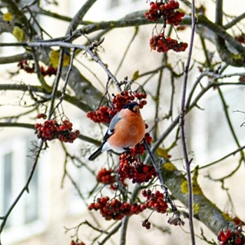 Снегири осаждают окна костромичей в поисках еды