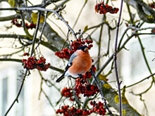 Снегири осаждают окна костромичей в поисках еды