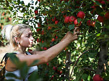 Адвокат Пашин: с дерева соседа можно собрать плоды, если ветви у вас на участке