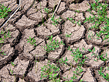 Средство от опустынивания: ученые рассказали о новом проекте поворота северных рек