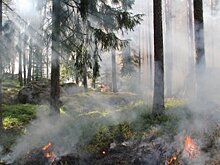 Площадь лесных пожаров в Башкирии увеличилась почти до 500 га