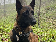 В Сочи собака нашла тело мужчины, который пропал в лесу пять дней назад