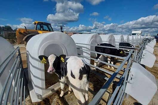 7 крупных инвестпроектов по молочному животноводству реализуют в Ярославской области