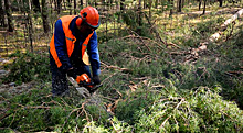 Неэффективные регионы отстранят от управления лесами