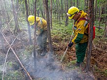 Жителям Саратовской области на 21 день запретили посещать леса