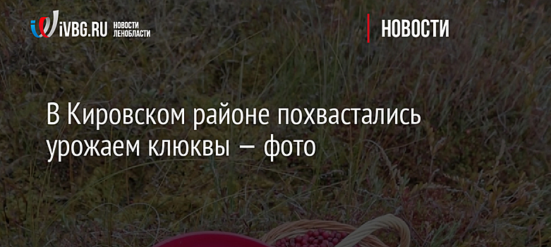В Кировском районе похвастались урожаем клюквы — фото