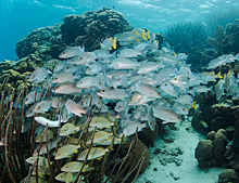 Популяции взрослых рыб с трудом восстанавливаются на Мезоамериканском рифе