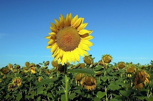 Загрузка санаториев Краснодарского края выросла на 18% за пять лет