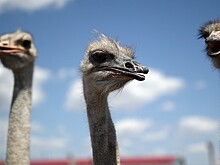 Китаец на страусе стал звездой интернета