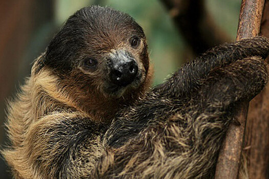 В Новосибирском зоопарке папа-ленивец поленился стать хорошим отцом