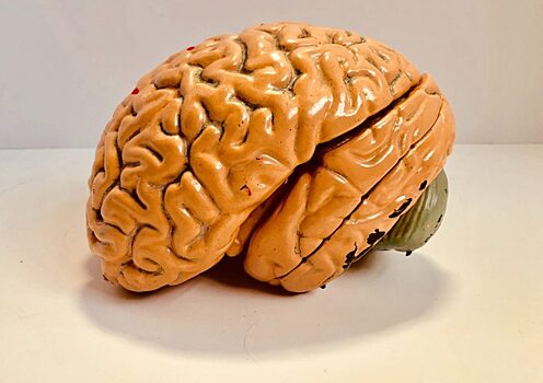 Ученые из Новосибирска создали вещество для лечения рака мозга