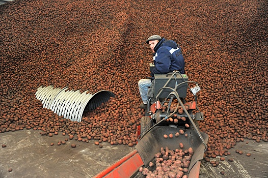 Картофельные гектары снижаются, а цены растут