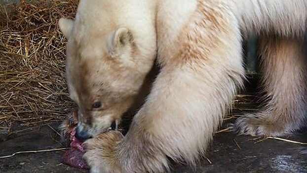 Белая медведица из Норильска набирает вес в «Роевом ручье»