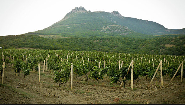 Краснодарская компания вложит 1 млрд рублей в виноградники в Крыму