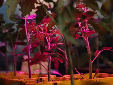 Биолог Алексеева: фитолампы необходимы комнатным растениям осенью