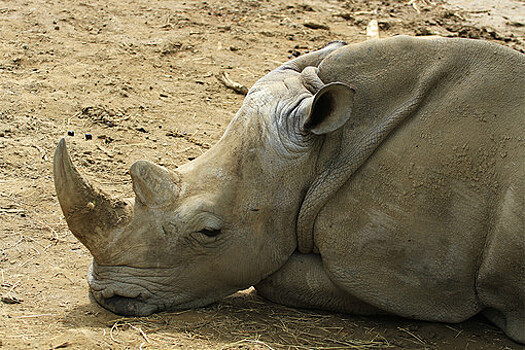 Самка носорога утонула в бассейне, спасаясь от назойливого кавалера