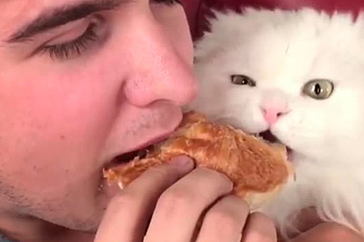 Ролик с покусавшим круассан котом назвали «величайшим видео интернета»