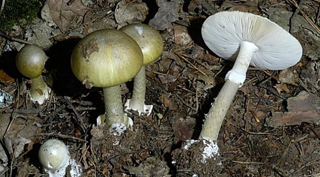Необычайное распространение ядовитых грибов вызвало волну отравлений среди детей