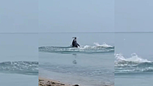 Пользователей соцсетей восхитила охота дельфина на рыбу у самого берега Сочи (ВИДЕО)