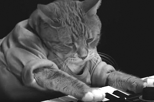 Умер ставший мемом кот-пианист