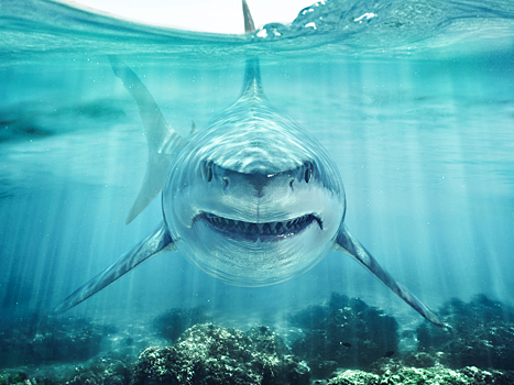 Большие белые акулы умеют «дружить»