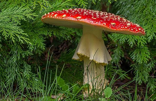 Краснодарский токсиколог рассказал, как распознать симптомы отравления ядовитыми грибами