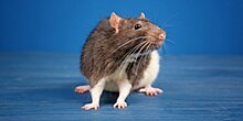 Ветеринар рекомендовал не купать хомяков и морских свинок и ставить ванночки в клетки крыс